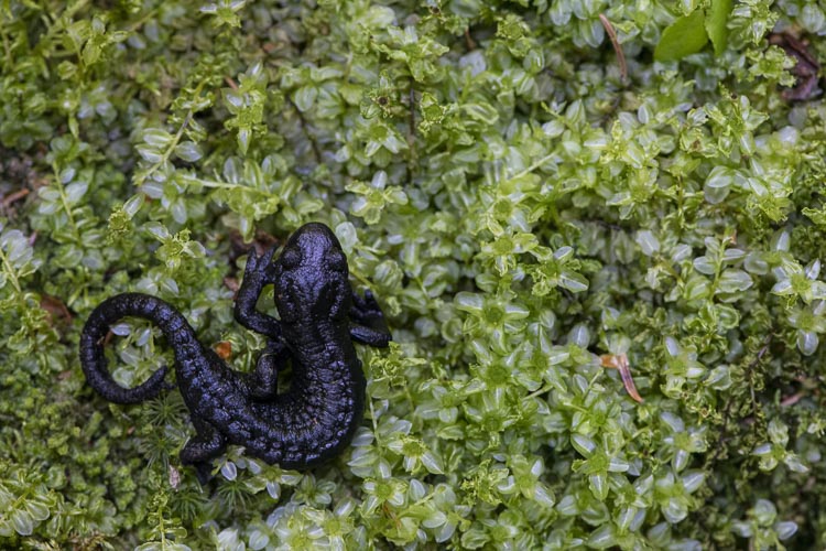 salamandra_alpina_076.jpg