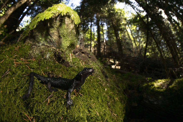 salamandra_alpina_077.jpg