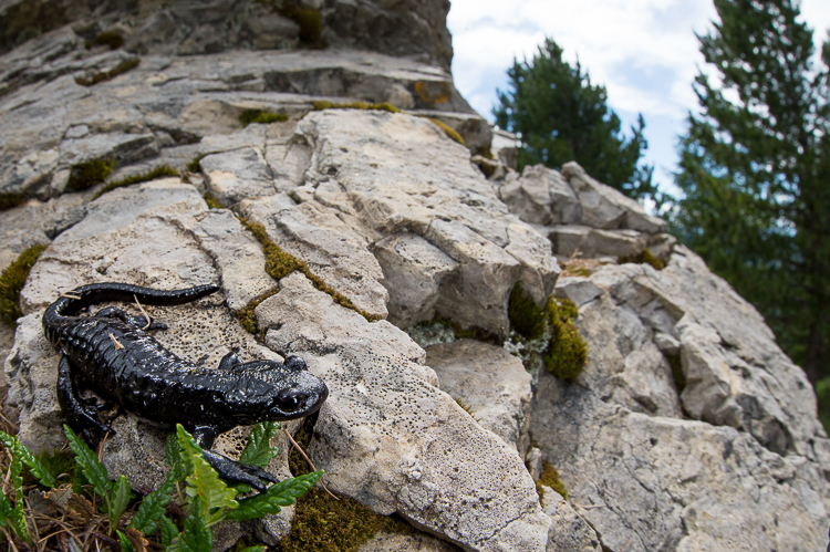 salamandra_alpina_078.jpg