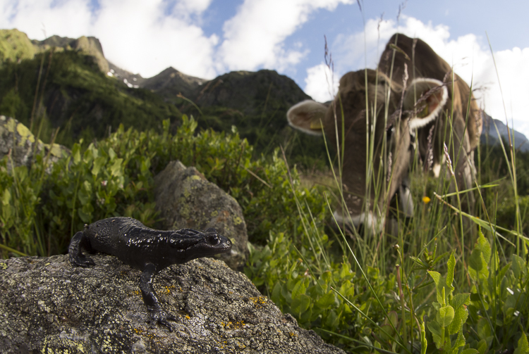 salamandra_alpina_080.jpg