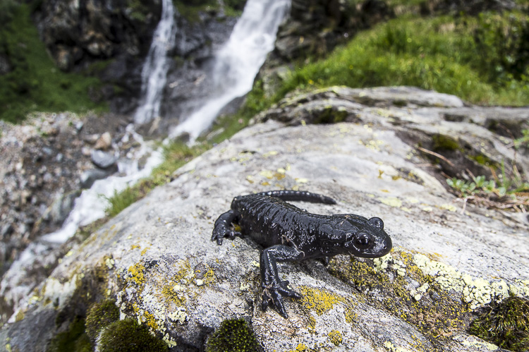 salamandra_alpina_085.jpg