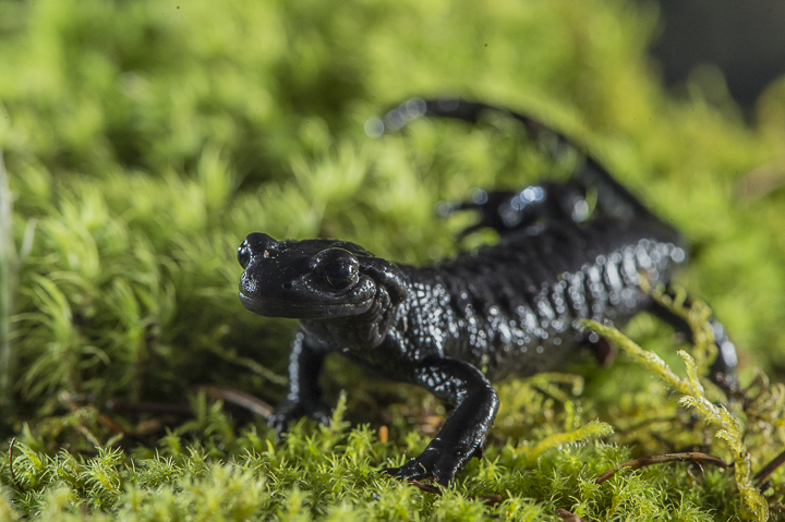 salamandra_alpina_086.jpg