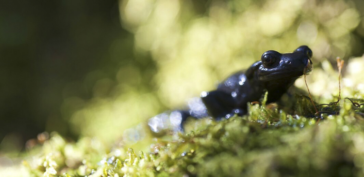 salamandra_alpina_089.jpg