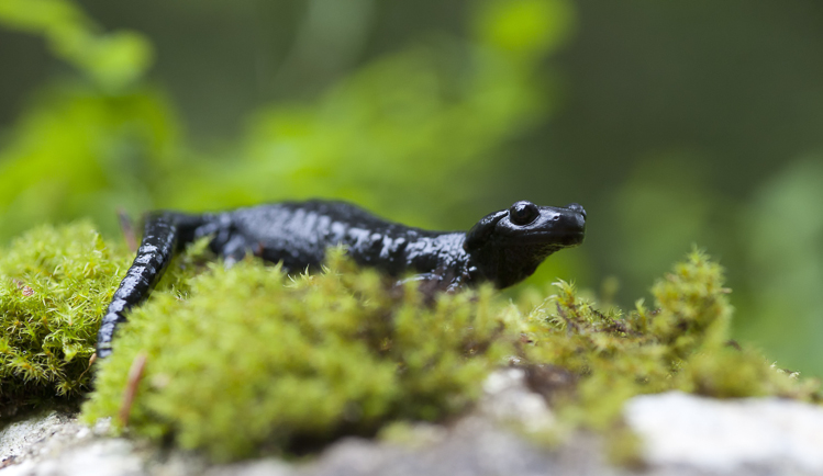 salamandra_alpina_092.jpg