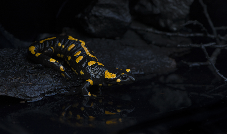 salamandra_pezzata_082.jpg