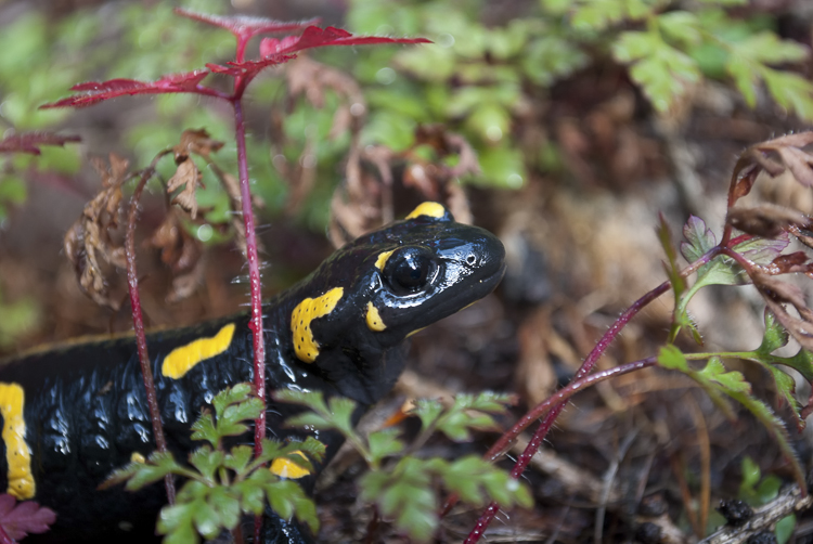 salamandra_pezzata_085.jpg