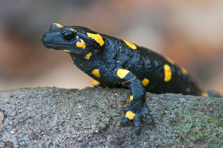 salamandra_pezzata_087.jpg