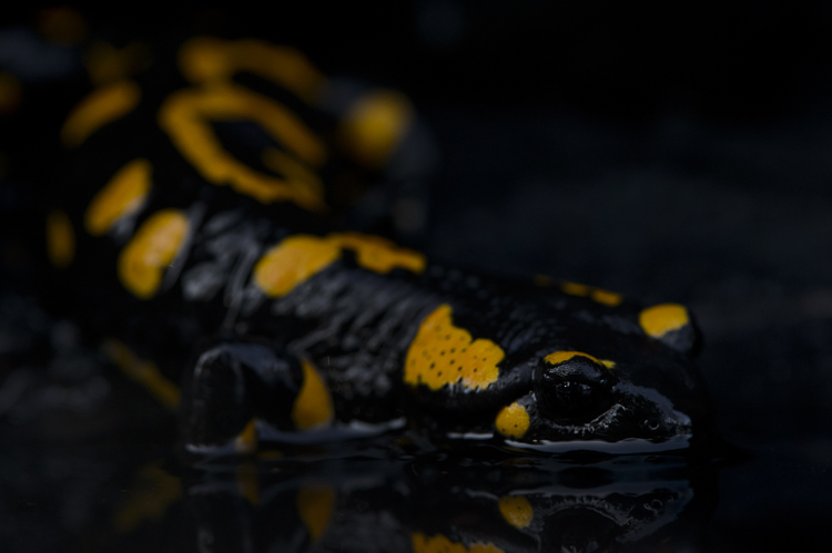 salamandra_pezzata_087b.jpg