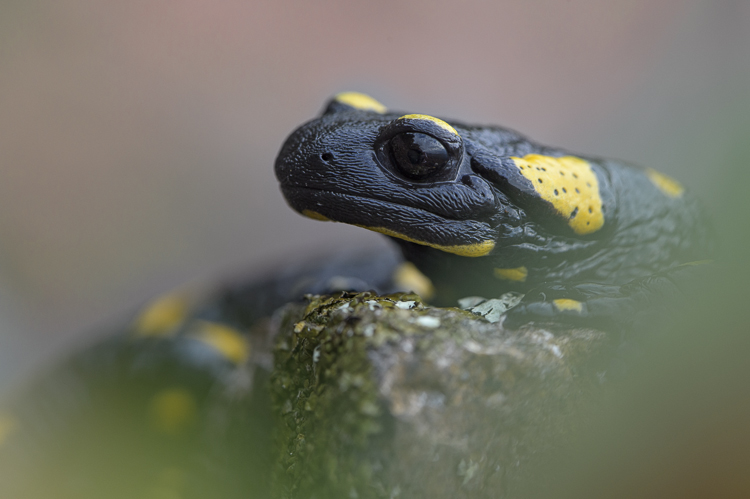 salamandra_pezzata_089.jpg