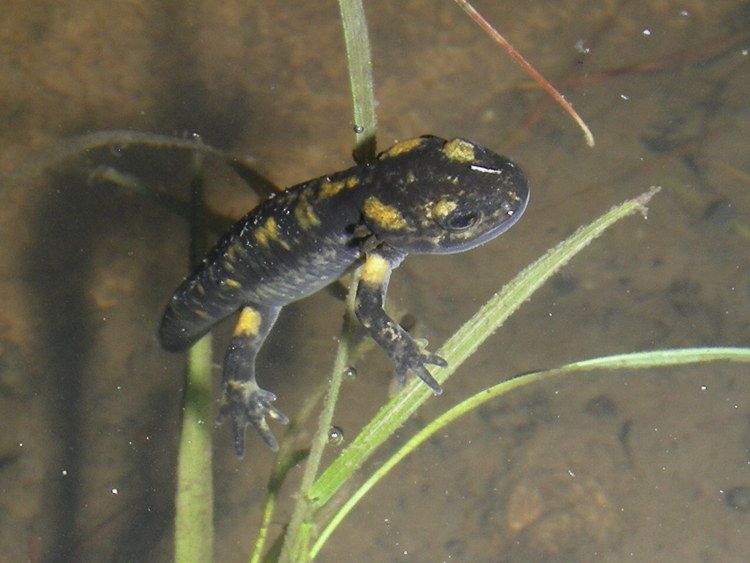 salamandra_pezzata_092.jpg