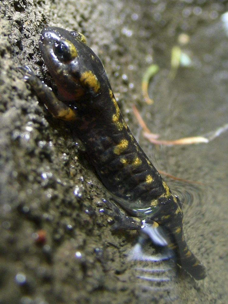 salamandra_pezzata_093.jpg
