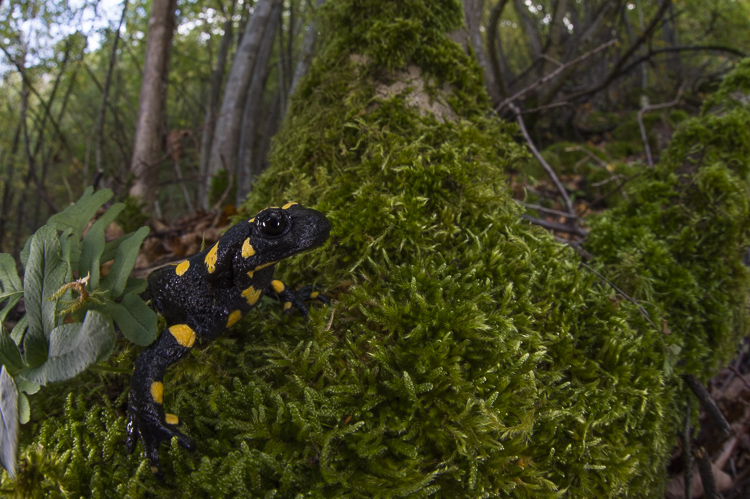 salamandra_pezzata_094.jpg