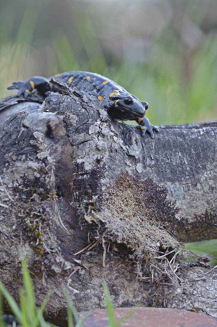 salamandra_pezzata_095.jpg