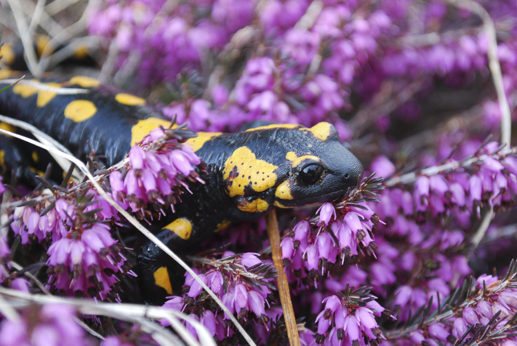 salamandra_pezzata_096.jpg