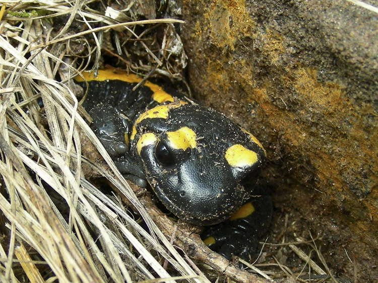 salamandra_pezzata_097.jpg