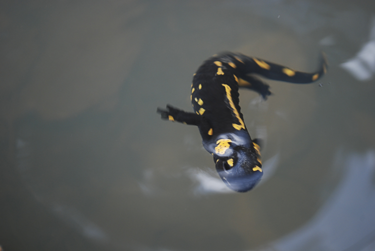 salamandra_pezzata_098.jpg