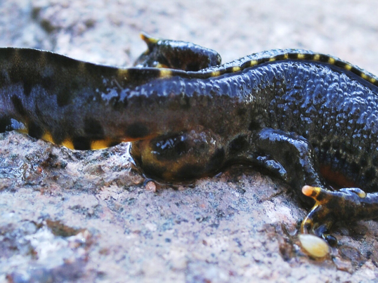 tritone_alpino_099.jpg