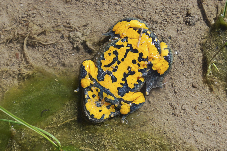 ululone_dal_ventre_giallo_103.jpg