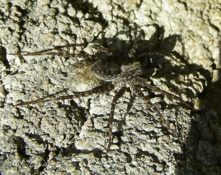 agelenidae_133.jpg