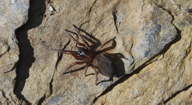agelenidae_145.jpg