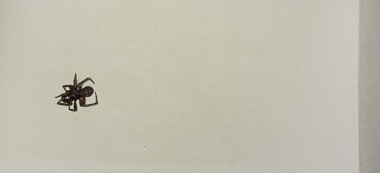 altro_329c.jpg