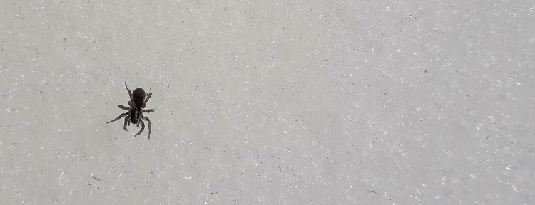 altro_334.jpg