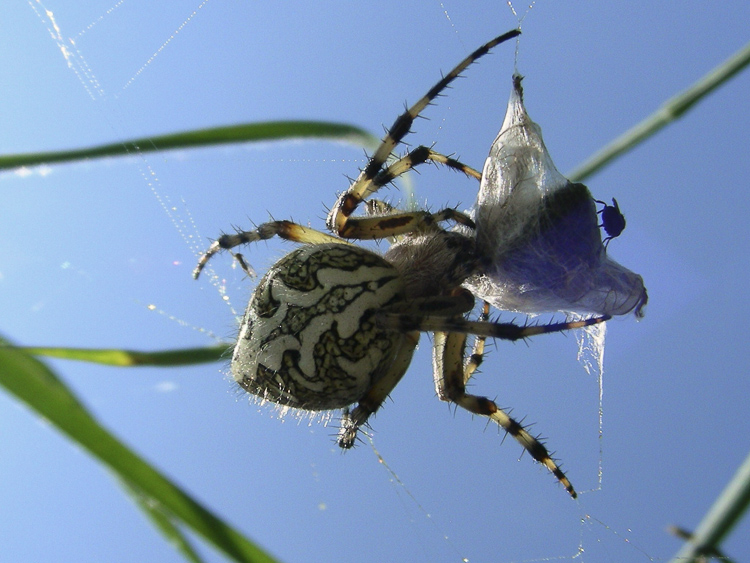 araneidae_096.jpg