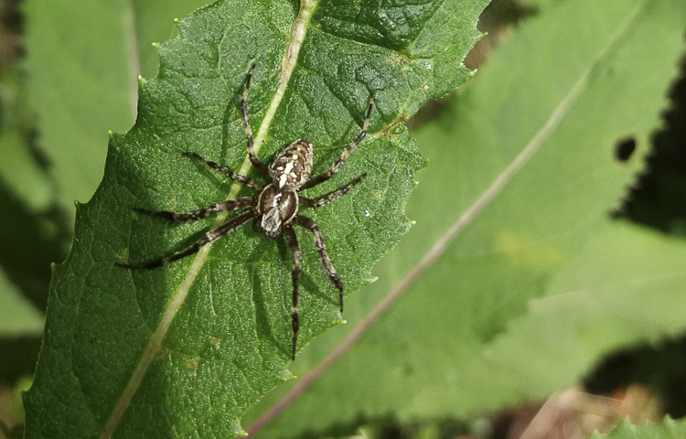 araneidae_098.jpg