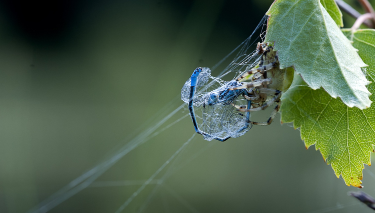 araneidae_101.jpg