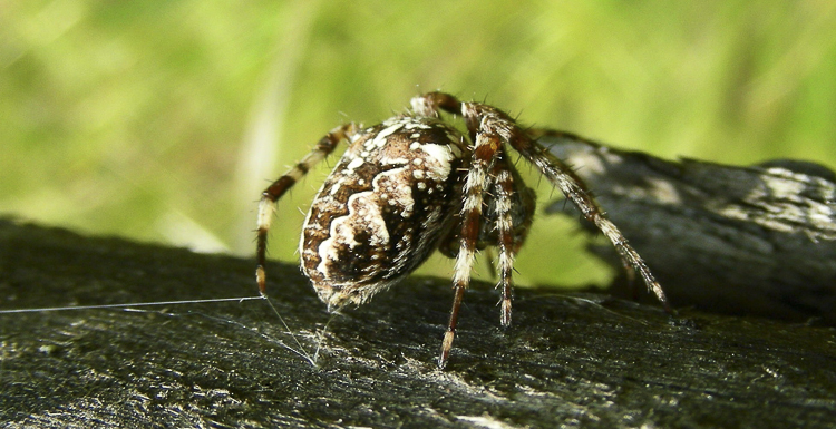 araneidae_135.jpg