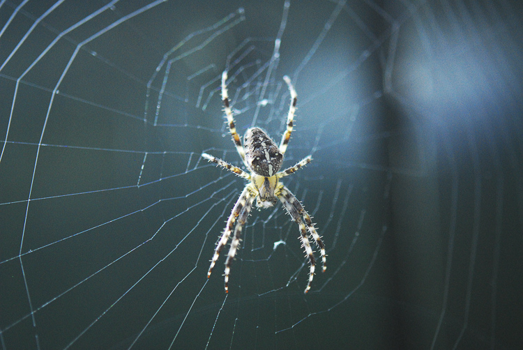 araneidae_147.jpg