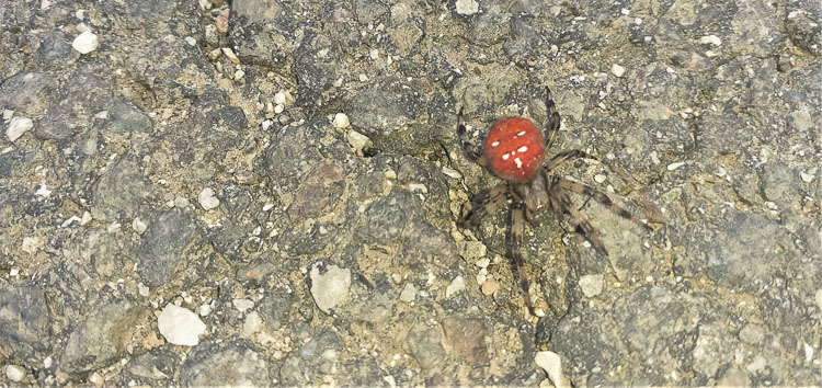 araneidae_148.jpg