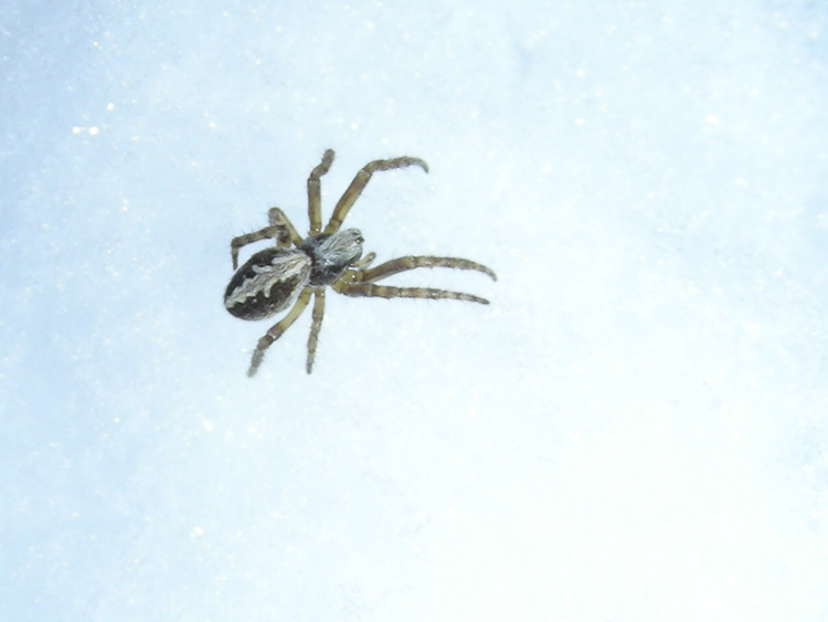 araneidae_150.jpg