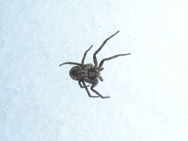 araneidae_152.jpg