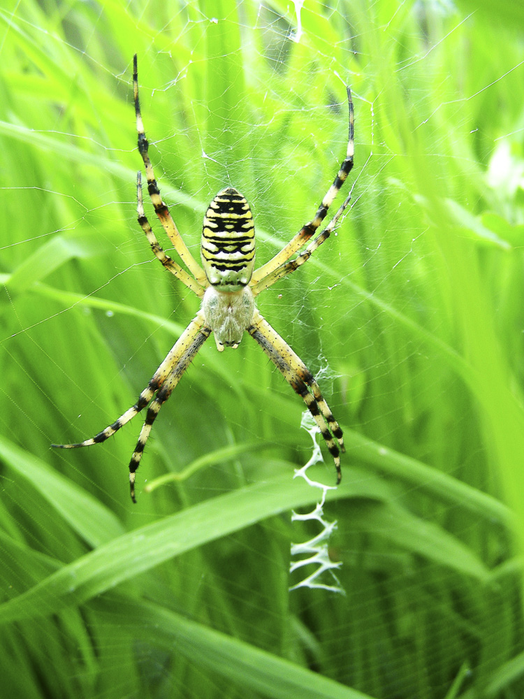 araneidae_156.jpg