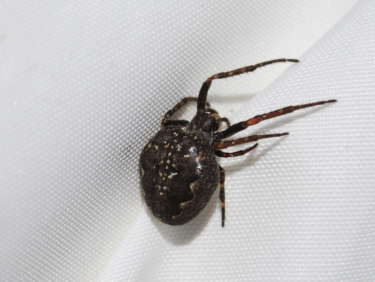 araneidae_160.jpg