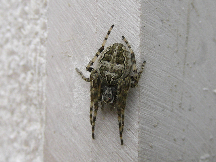 araneidae_161.jpg