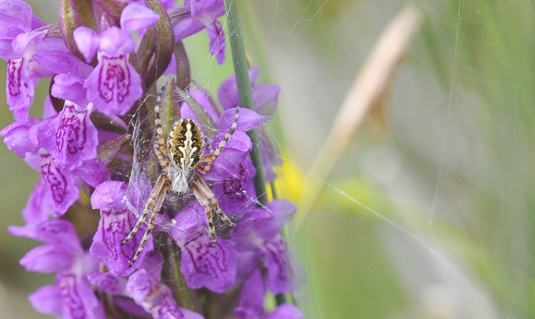 araneidae_162.jpg