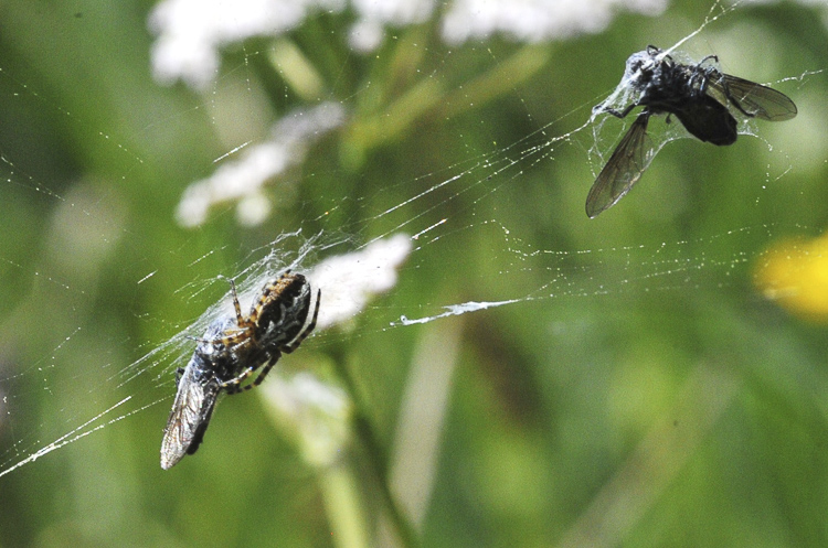 araneidae_163.jpg