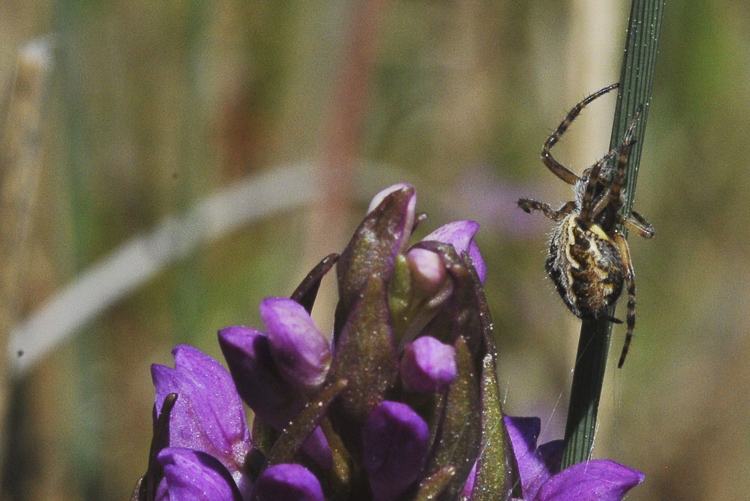 araneidae_164.jpg