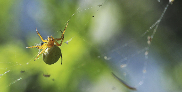 araneidae_165.jpg