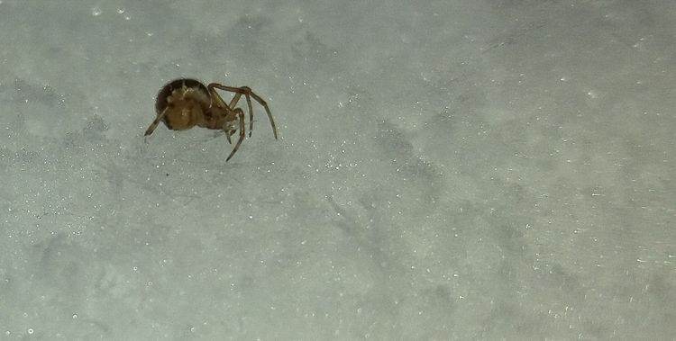 araneidae_168.jpg