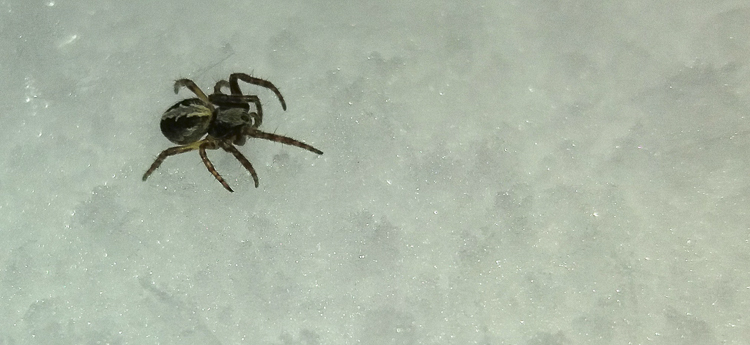 araneidae_169.jpg