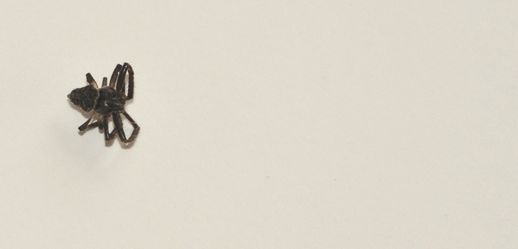 araneidae_170.jpg
