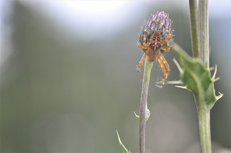 araneidae_171.jpg