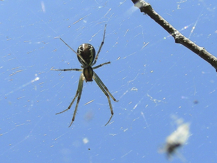 linyphiidae_073.jpg