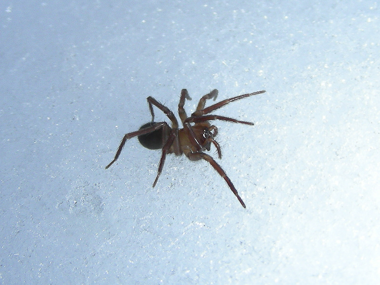 lycosidae_010.jpg
