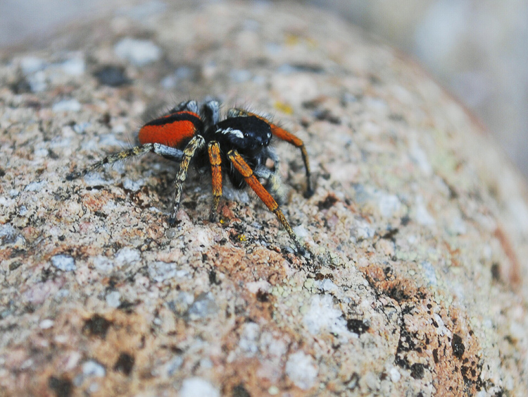 salticidae_129.jpg