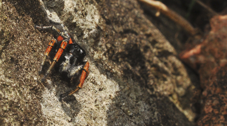salticidae_129b.jpg