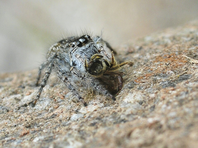 salticidae_130.jpg